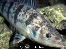Perch Close up on night dive off North Point, Tobermory, ... by David Gilchrist 